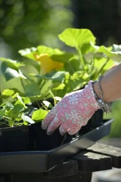 Anzuchtschale Solid 26 X 68 Cm -Garten Flaire Verkaufsgeschäft nelson garden anzuchtschale solid 26 x 68 cm 1460520 de