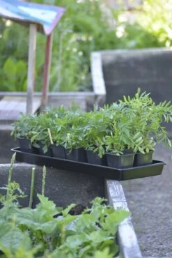 Anzuchtschale Solid 26 X 68 Cm -Garten Flaire Verkaufsgeschäft nelson garden anzuchtschale solid 26 x 68 cm 1460548 de