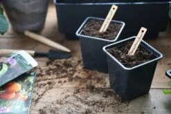 Anzuchttopf Kunststoff 7 Cm, 25 Stück -Garten Flaire Verkaufsgeschäft nelson garden anzuchttopf kunststoff 7 cm 1460092 de