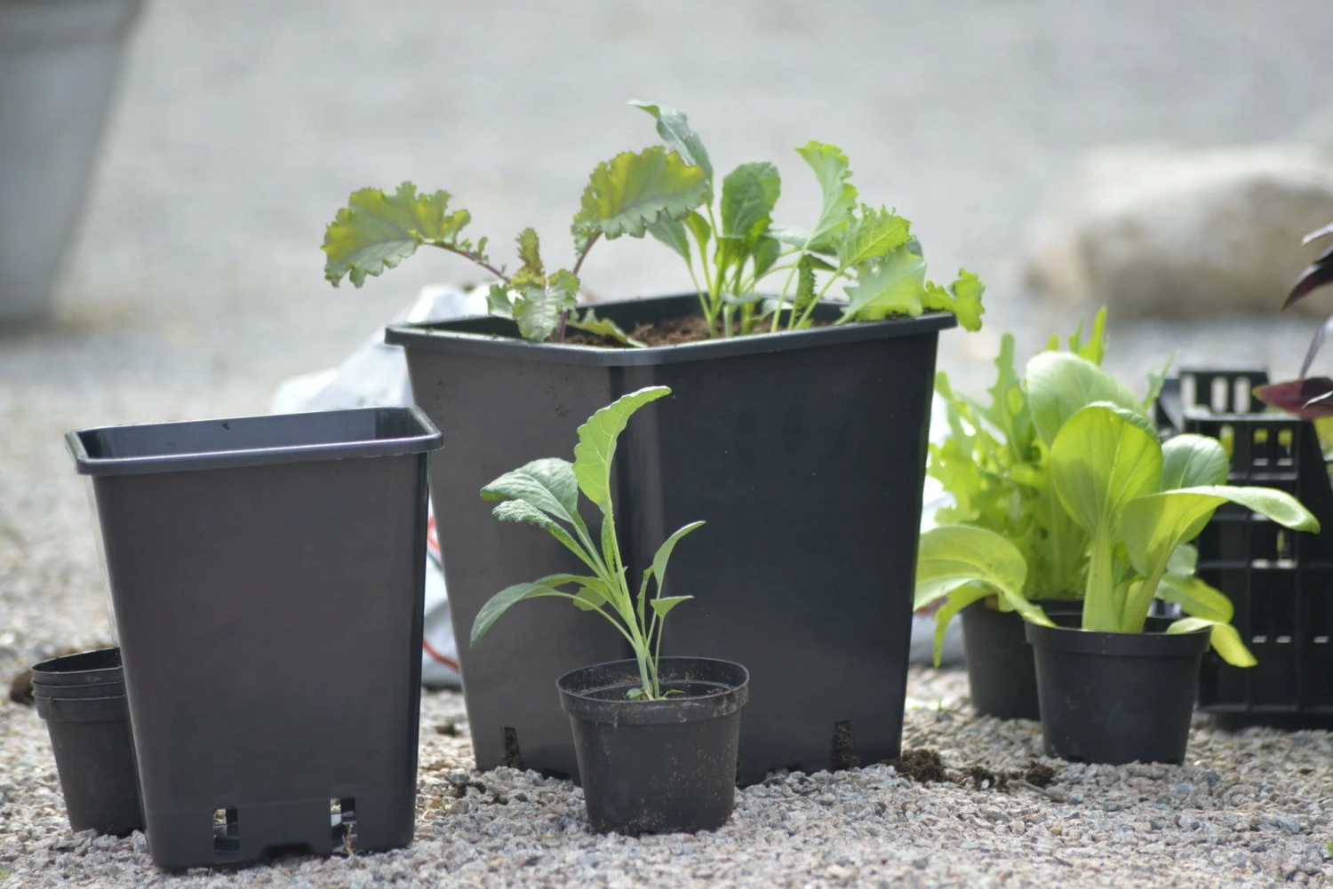 Kunststoff-Topf, 20 Cm 3 Kunststoff-Topf, 20 Cm