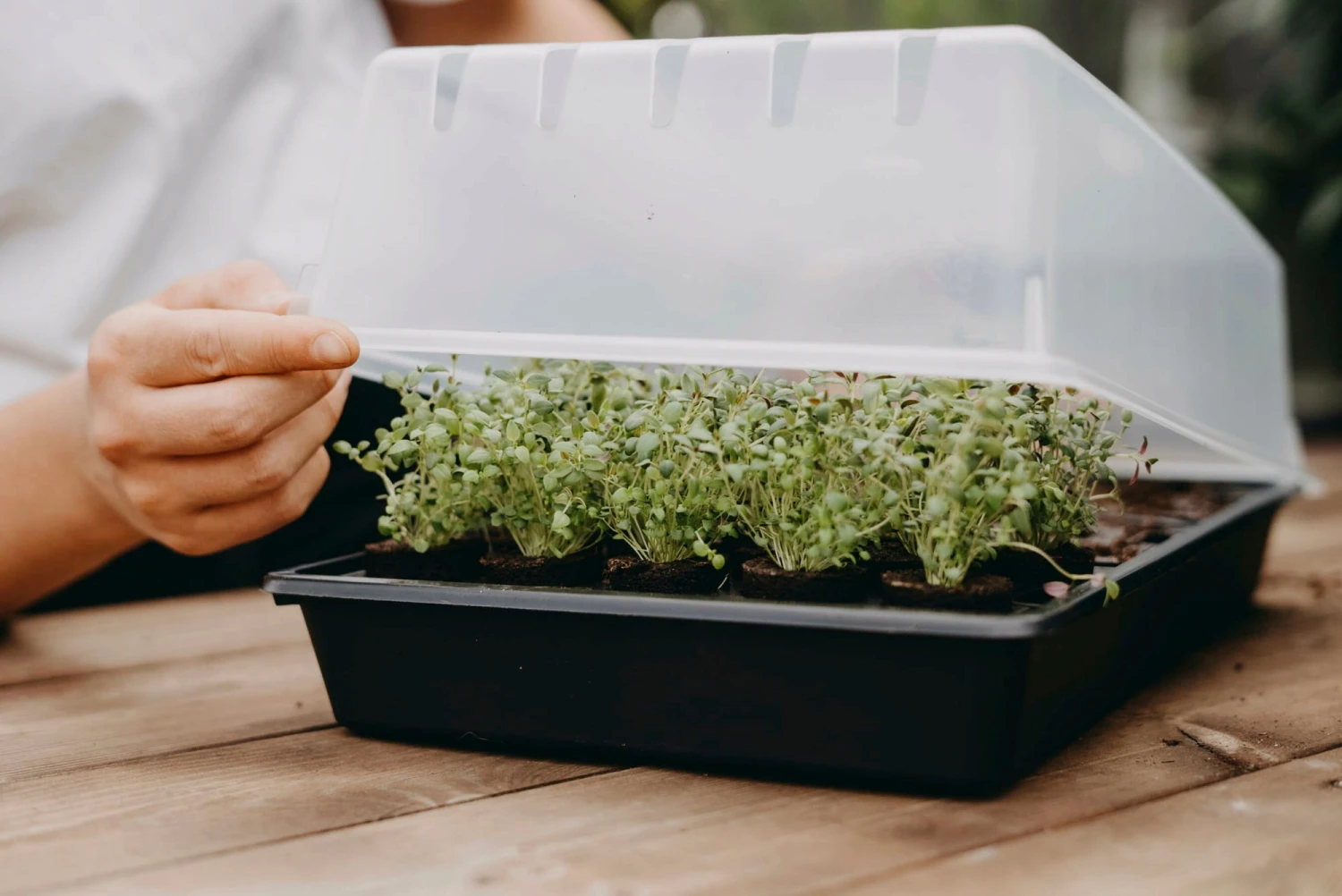 Mini-Gewächshaus "Air" 4 Mini-Gewächshaus "Air" - Image 2