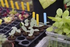 Mini-Topfplatte 3er-Pack -Garten Flaire Verkaufsgeschäft nelson garden mini topfplatte 3er pack 1516861 de