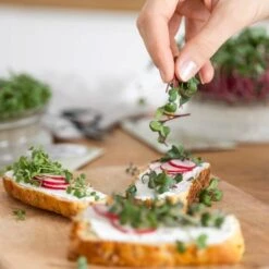 Bio Microgreens 8er Set -Garten Flaire Verkaufsgeschäft own grown bio microgreens 8er set 1679542 de