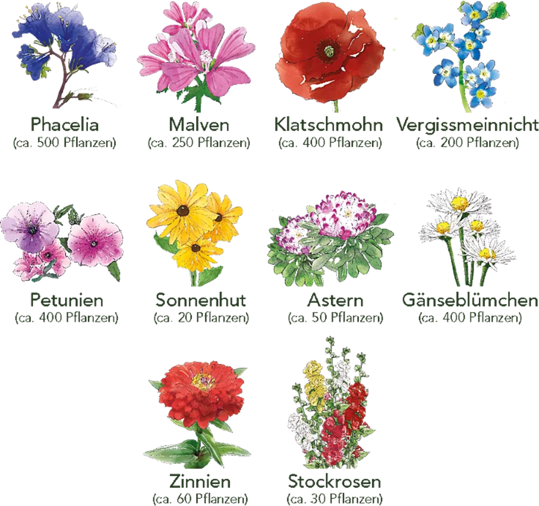 Blumen Beet 10er Set 7 Blumen Beet 10er Set - Image 5