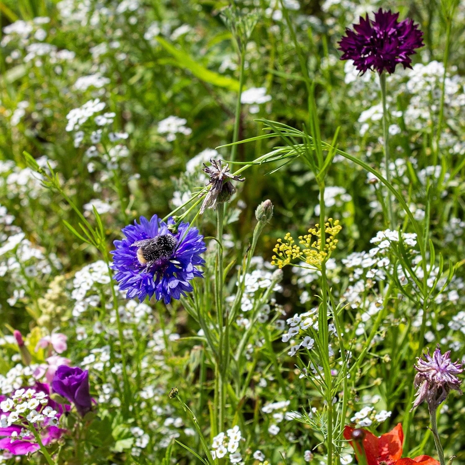 Blumenmischung "Insekteninsel" 4 Blumenmischung "Insekteninsel" – Bild 2