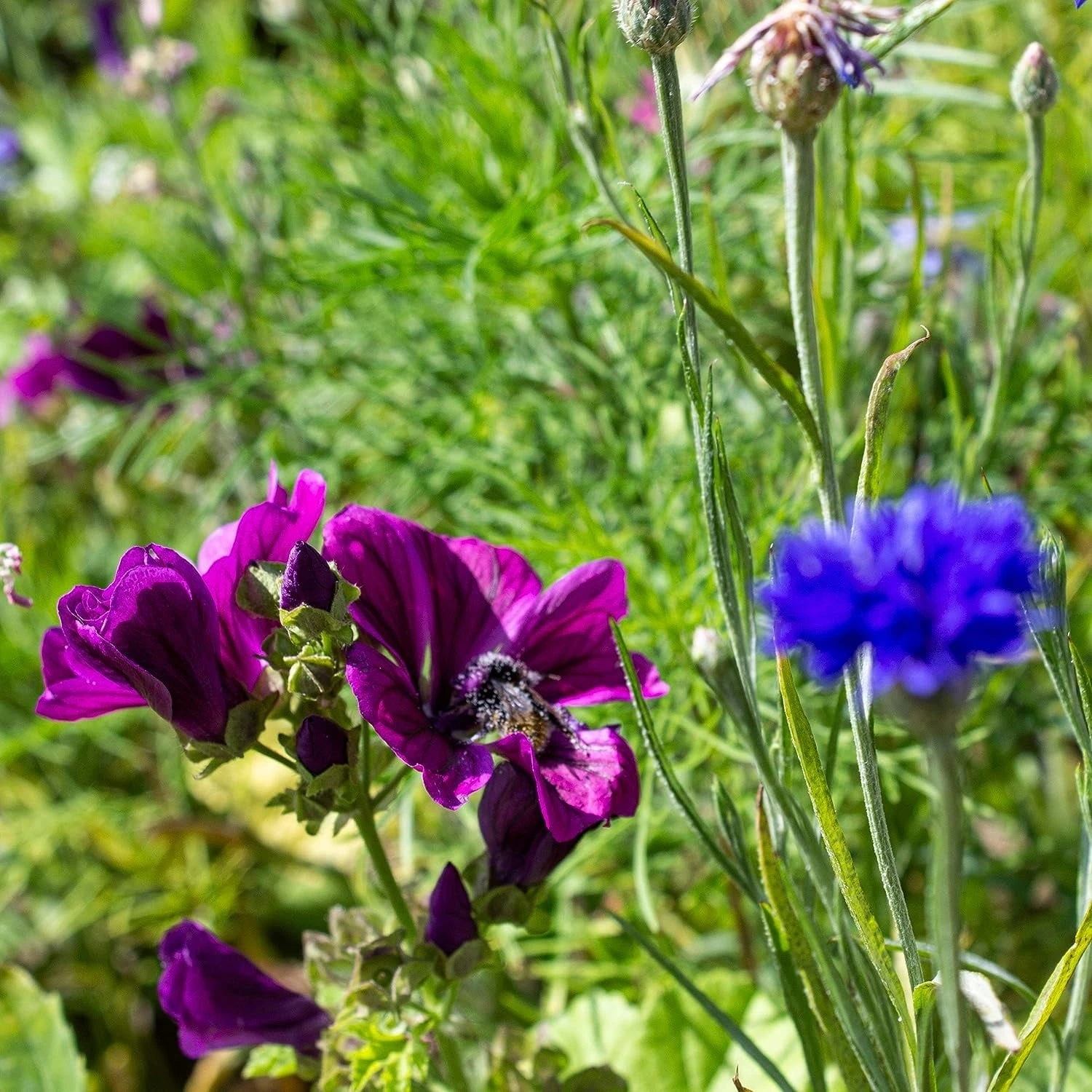 Blumenmischung "Insekteninsel" 7 Blumenmischung "Insekteninsel" – Bild 5