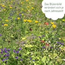 Blumenmischung "Schmetterlingstreff" -Garten Flaire Verkaufsgeschäft own grown blumenmischung schmetterlingstreff 1527627 de