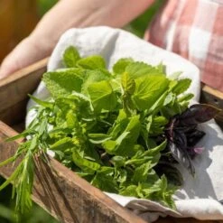 Cocktail Garten-Samen-Set -Garten Flaire Verkaufsgeschäft own grown cocktail garten samen set 1682446 de