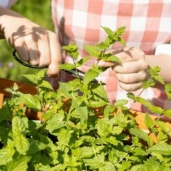 Cocktail Garten-Samen-Set -Garten Flaire Verkaufsgeschäft own grown cocktail garten samen set 1682447 de