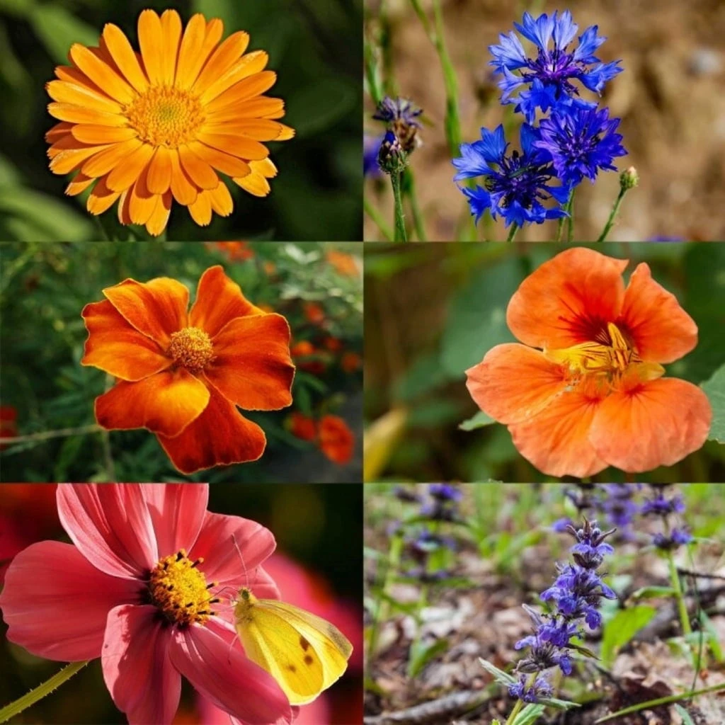 Delikatess-Blüten 6er Saatgut-Set 5 Delikatess-Blüten 6er Saatgut-Set - Image 3