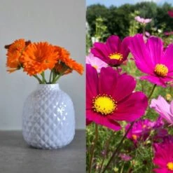 Delikatess-Blüten 6er Saatgut-Set 12 Delikatess-Blüten 6er Saatgut-Set -Garten Flaire Verkaufsgeschäft own grown delikatess blueten 6er saatgut set 1 set 1679256 de