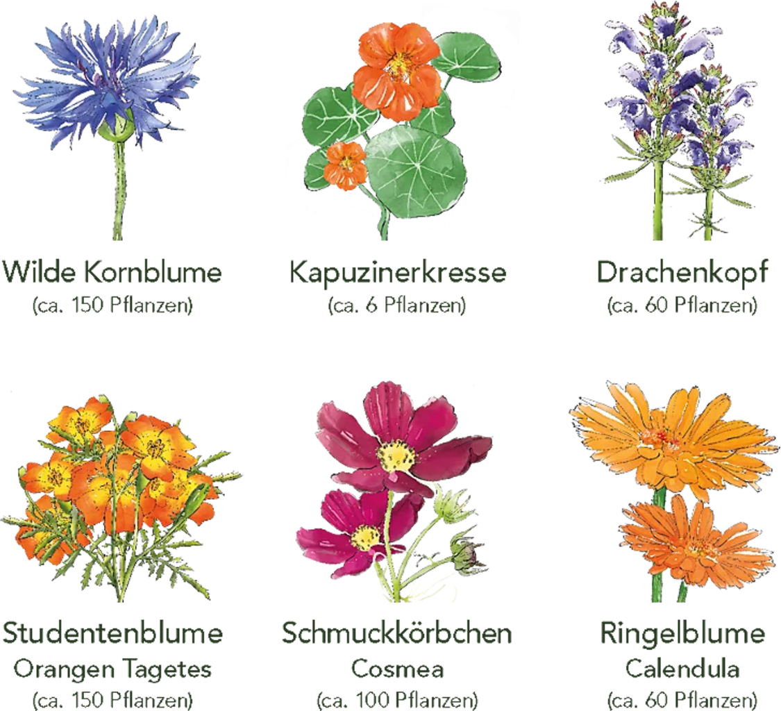 Delikatess-Blüten 6er Saatgut-Set 3 Delikatess-Blüten 6er Saatgut-Set