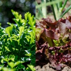 Garten-Helden 10er Set 13 Garten-Helden 10er Set -Garten Flaire Verkaufsgeschäft own grown garten helden 10er set 1679581 de