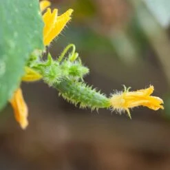 Gurken-Samen 6er Set 10 Gurken-Samen 6er Set -Garten Flaire Verkaufsgeschäft own grown gurken samen 6er set 1679570 de