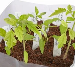 Kokoserde Quellblock 3 L -Garten Flaire Verkaufsgeschäft own grown kokoserde quellblock 3 l 1 stk 1300138 de