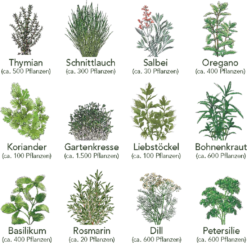 Küchen-Kräuter 12er Saatgut-Set -Garten Flaire Verkaufsgeschäft own grown kuechen kraeuter 12er saatgut set 1 set 1679233 de