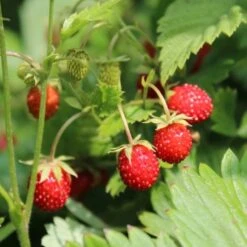 Saatgut "Balkonerdbeere" 7 Saatgut "Balkonerdbeere" -Garten Flaire Verkaufsgeschäft own grown saatgut balkonerdbeere 1682778 de