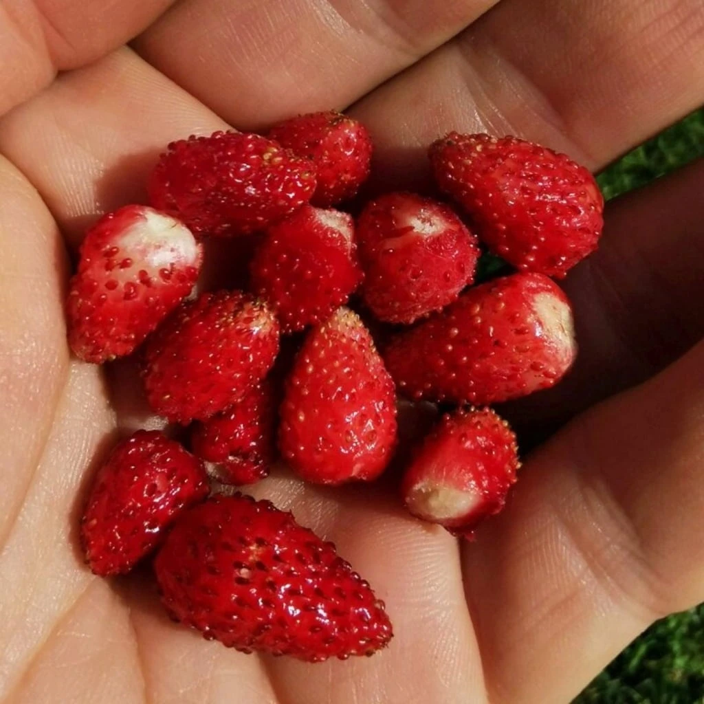 Saatgut "Balkonerdbeere" 6 Saatgut "Balkonerdbeere" - Image 4