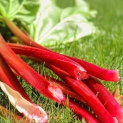 Garten Flaire Verkaufsgeschäft -Garten Flaire Verkaufsgeschäft own grown saatgut rhabarber 1525857 de