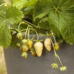 Saatgut "Weiße Erdbeere" 8 Saatgut "Weiße Erdbeere" -Garten Flaire Verkaufsgeschäft own grown saatgut weisse erdbeere 1525943 de