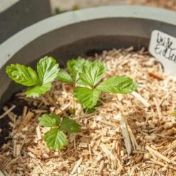 Saatgut "Weiße Erdbeere" 11 Saatgut "Weiße Erdbeere" -Garten Flaire Verkaufsgeschäft own grown saatgut weisse erdbeere 1525953 de