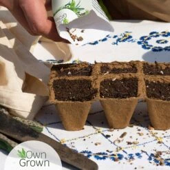 Saatgut "Weiße Erdbeere" 9 Saatgut "Weiße Erdbeere" -Garten Flaire Verkaufsgeschäft own grown saatgut weisse erdbeere 1525961 de