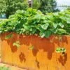 Hochbeet Edelrost "Optimus", 200 X 100 Cm -Garten Flaire Verkaufsgeschäft prima terra hochbeet edelrost optimus 1668053 de