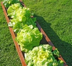 Hochbeet Edelrost "Planus", 158 X 38 Cm -Garten Flaire Verkaufsgeschäft prima terra hochbeet edelrost planus 158 x 38 cm 1668078 de