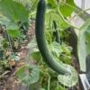 Gurkenmelone "Armenian Green" -Garten Flaire Verkaufsgeschäft reinsaat gurkenmelone armenian green 1683489 de