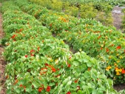 Kapuzinerkresse ''Tropaeolum Majus'' -Garten Flaire Verkaufsgeschäft reinsaat kapuzinerkresse tropaeolum majus 1 paket 1671201 de