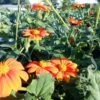 Mexikanische Sonnenblume -Garten Flaire Verkaufsgeschäft reinsaat mexikanische sonnenblume 1 paket 1671209 de