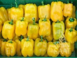 Paprika ''Quadrato D‘Asti Giallo'' 5 Paprika ''Quadrato D‘Asti Giallo'' -Garten Flaire Verkaufsgeschäft reinsaat paprika quadrato dasti giallo 1671229 de