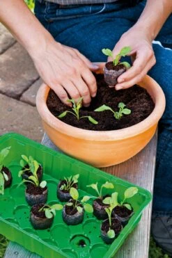 Anzuchthaus S PLUS COCO Inkl. 12 Kokos-Quelltabletten -Garten Flaire Verkaufsgeschäft romberg anzuchthaus s plus coco inkl 12 kokos quelltabletten 1 st 906700 de