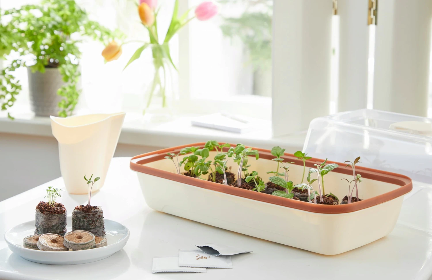 Anzuchtschale M BOQUBE Creme-Kupferbraun 4 Anzuchtschale M BOQUBE Creme-Kupferbraun - Image 2