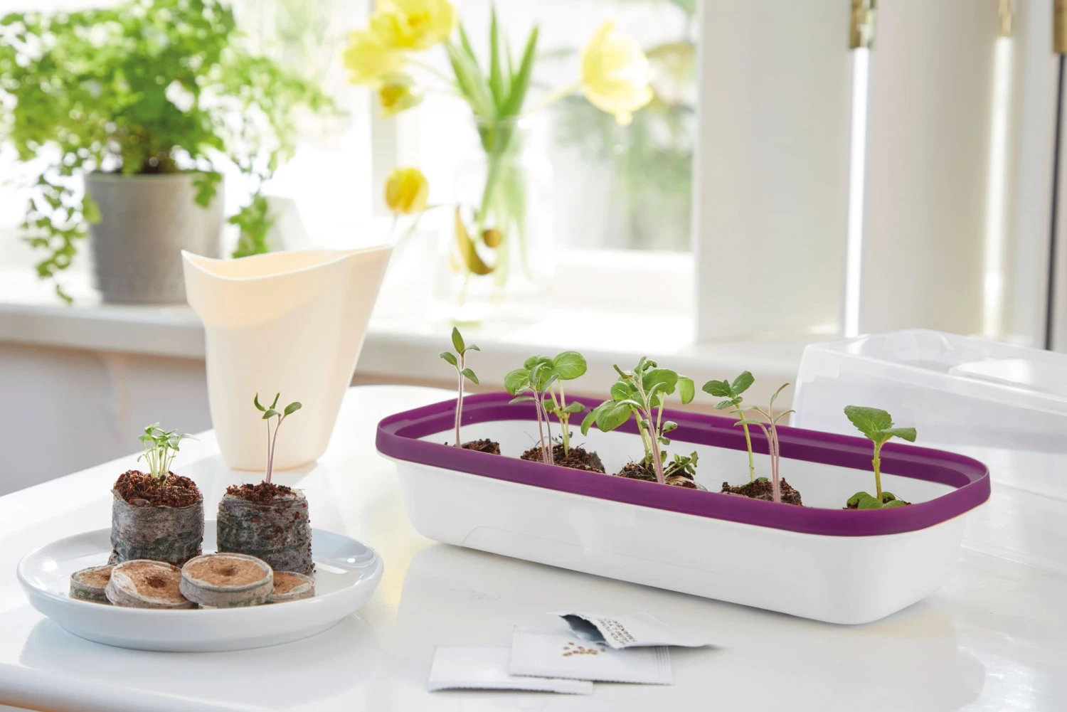 Anzuchtschale M BOQUBE Weiß-Pflaume 3 Anzuchtschale M BOQUBE Weiß-Pflaume