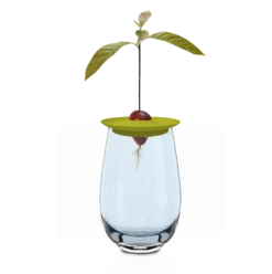 Avocado Kit Für Die Anzucht -Garten Flaire Verkaufsgeschäft romberg avocado kit fuer die anzucht 1 stk 1045786 de