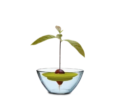 Avocado Kit Für Die Anzucht -Garten Flaire Verkaufsgeschäft romberg avocado kit fuer die anzucht 1 stk 1045793 de