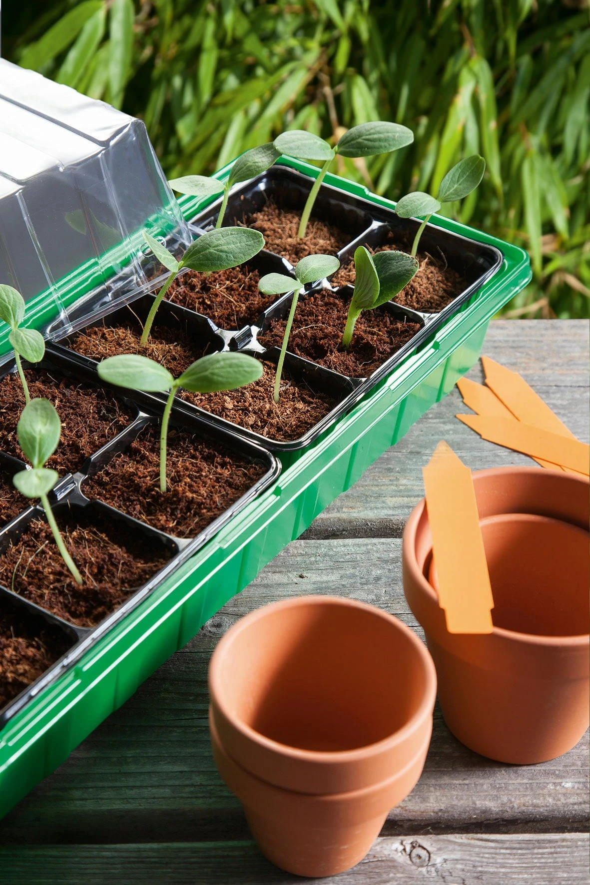 Classic Anzuchthaus L PLUS Mit Kunststofftöpfe 4 Classic Anzuchthaus L PLUS Mit Kunststofftöpfe - Image 2
