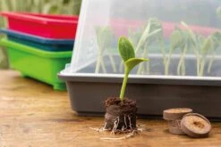 Classic Gewächshaus M -Garten Flaire Verkaufsgeschäft romberg classic gewaechshaus m 1 st 906745 de