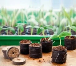 6 Kokos-Quelltabletten, Ø 70 Mm, 6 Stück 17 6 Kokos-Quelltabletten, Ø 70 Mm, 6 Stück -Garten Flaire Verkaufsgeschäft romberg classic kokos quelltabletten oe 70 mm 6 st 906641 de