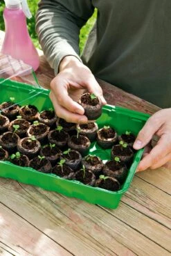 6 Kokos-Quelltabletten, Ø 70 Mm, 6 Stück 14 6 Kokos-Quelltabletten, Ø 70 Mm, 6 Stück -Garten Flaire Verkaufsgeschäft romberg classic kokos quelltabletten oe 70 mm 6 st 906655 de