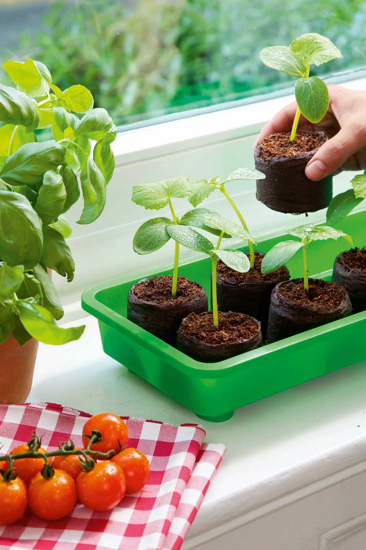 6 Kokos-Quelltabletten, Ø 70 Mm, 6 Stück 7 6 Kokos-Quelltabletten, Ø 70 Mm, 6 Stück - Image 5