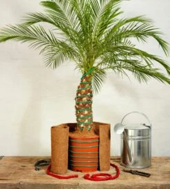 Classic Pflanzenheizung, 10 M (8 M Heizbar) 40 Watt -Garten Flaire Verkaufsgeschäft romberg classic pflanzenheizung 10 m 8 m riscaldabili 40 watt 908333 de