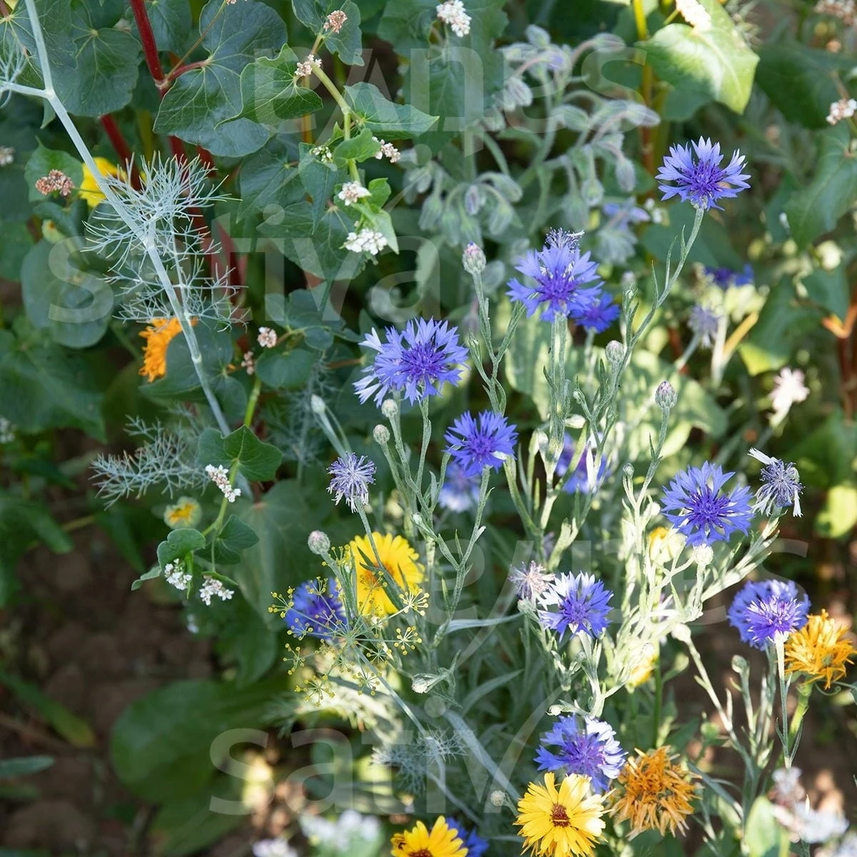 Bio Gründüngung "Bienenweide Mellifera" 4 Bio Gründüngung "Bienenweide Mellifera" - Image 2