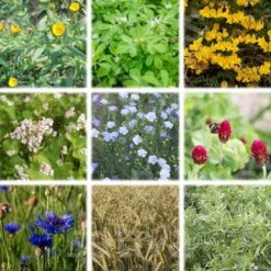 Bio Untersaatmischung "Florina"