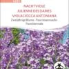 Bio Zweijährige Blume "Nachtviole" -Garten Flaire Verkaufsgeschäft sativa bio zweijaehrige blume nachtviole 1 paket 1675106 de