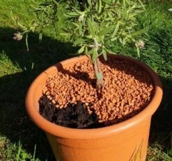 Bio-Pflanz-Granulat Für Hochbeete, Balkon- & Kübelpflanzen, 12,50 L 8 Bio-Pflanz-Granulat Für Hochbeete, Balkon- & Kübelpflanzen, 12,50 L -Garten Flaire Verkaufsgeschäft seramis bio pflanz granulat fuer hochbeete balkon kuebelpflanzen 1680382 de