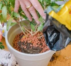 Bio-Pflanz-Granulat Für Hochbeete, Balkon- & Kübelpflanzen, 12,50 L 9 Bio-Pflanz-Granulat Für Hochbeete, Balkon- & Kübelpflanzen, 12,50 L -Garten Flaire Verkaufsgeschäft seramis bio pflanz granulat fuer hochbeete balkon kuebelpflanzen 1680383 de