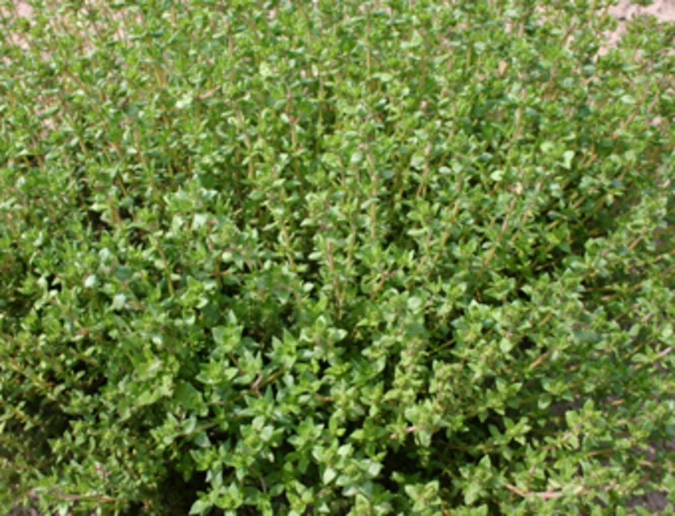 Thymian "Deutscher Winter", 0,50 G 4 Thymian "Deutscher Winter", 0,50 G – Bild 2