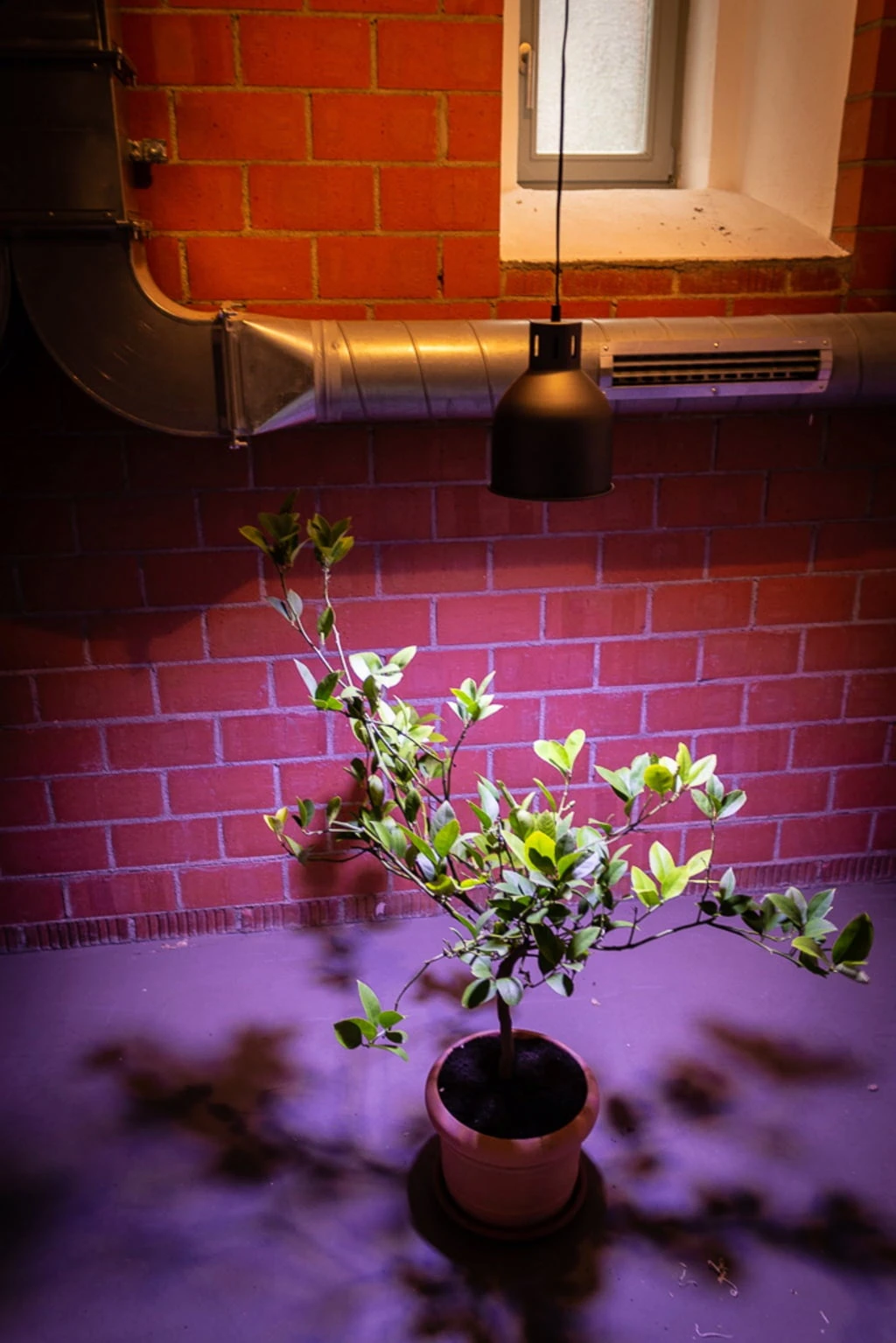 E27 Pflanzenlampe "Winter", 18 Watt 3 E27 Pflanzenlampe "Winter", 18 Watt